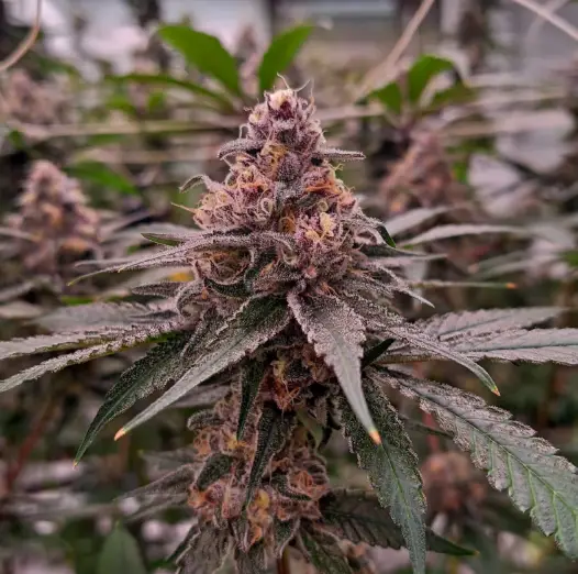 Tropicana Cookies | Preservation Line | FEM Photoperiod Seeds | 5 Pack