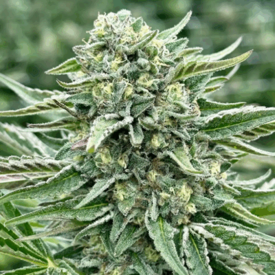 VANILLA FROSTING (FAST FINISHING) | PHOTOPERIOD CANNABIS SEEDS FEMALE 5 PACK