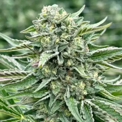 Vanilla Frosting | Preservation Line | FEM Fast Photoperiod Seeds | 5 Pack
