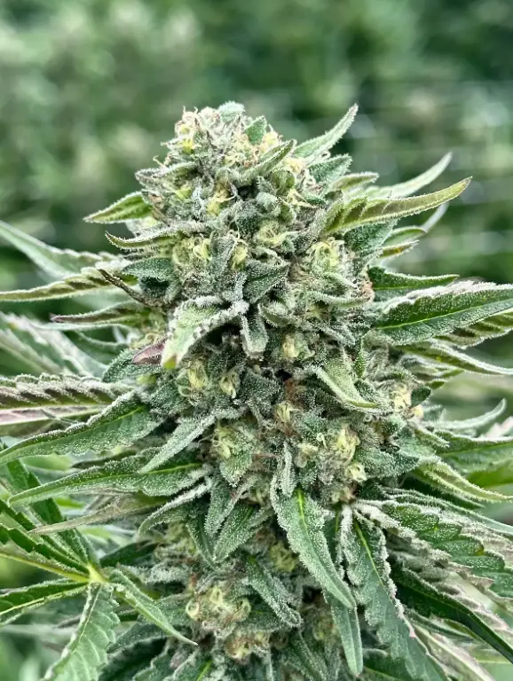 Vanilla Frosting | Preservation Line | FEM Fast Photoperiod Seeds | 5 Pack