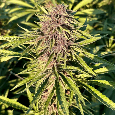 WATERMELON GELATO | PHOTOPERIOD CANNABIS SEEDS FEMALE 5 PACK