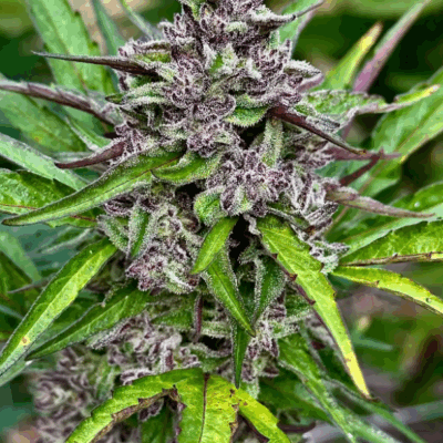 WEDDING BREATH | PHOTOPERIOD CANNABIS SEEDS FEMALE 5 PACK