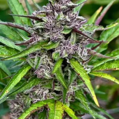 Wedding Breath | Preservation Line | FEM Photoperiod Seeds | 5 Pack