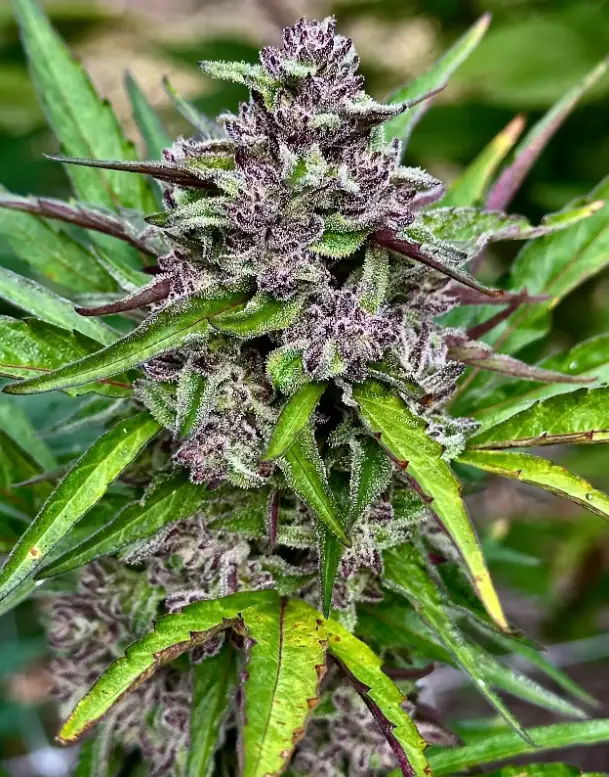 5x Wedding Breath | Preservation Line | FEM Photoperiod Seeds