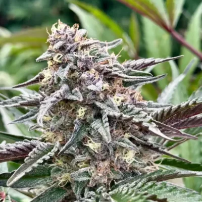 White Runtz | Preservation Line | FEM Photoperiod Seeds | 5 Pack