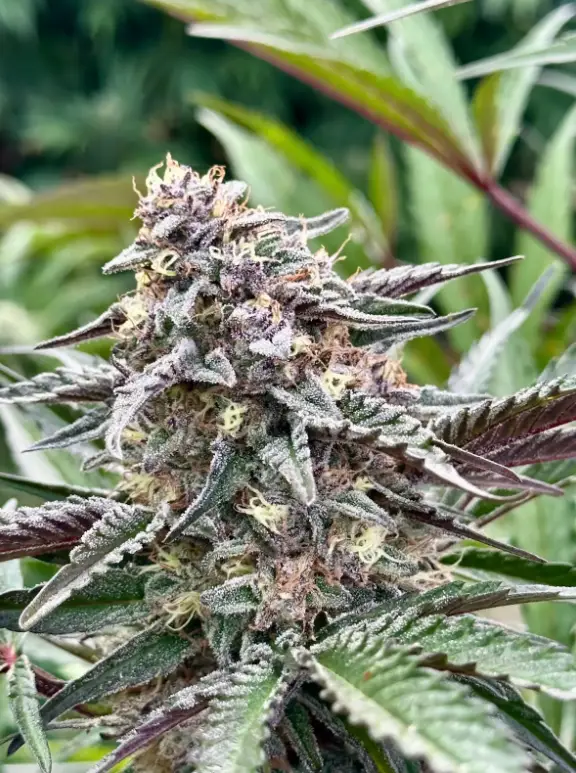 White Runtz | Preservation Line | FEM Photoperiod Seeds | 5 Pack