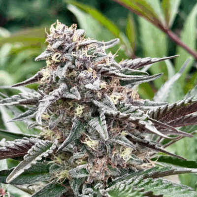WHITE RUNTZ  | AUTOFLOWER CANNABIS SEEDS FEMALE 5 PACK