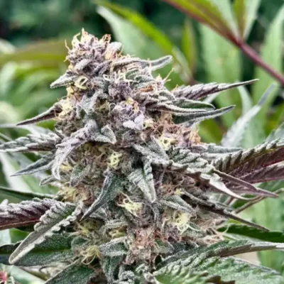 White Runtz Auto | Preservation Line | FEM Autoflower Seeds | 5 Pack