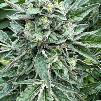 WHITE RUNTZ S1 | PHOTOPERIOD CANNABIS SEEDS FEMALE 5 PACK