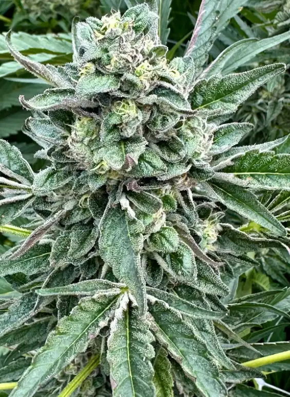 White Runtz S1 | Preservation Line | FEM Photoperiod Seeds | 5 Pack