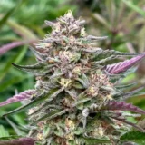 10x Zkittlez Auto | Preservation Line | FEM Autoflower Seeds