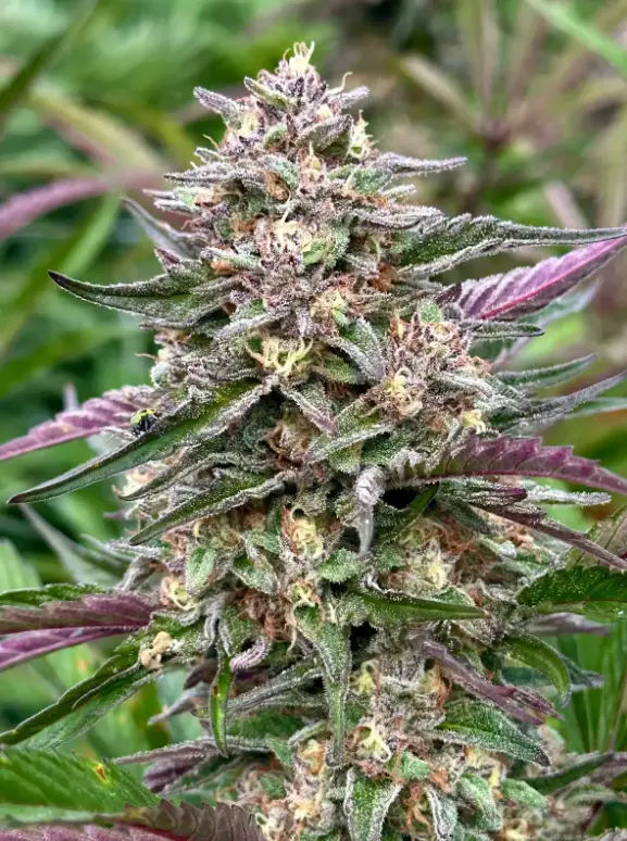 Zkittlez | Preservation Line | FEM Photoperiod Seeds | 5 Pack