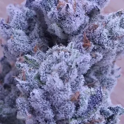 Drip City | In House Genetics | FEM Photoperiod Seeds