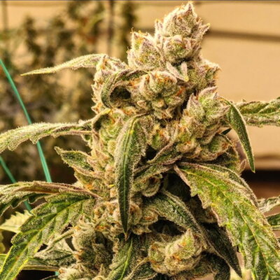 Banana Jealousy IBL AUTO | Ethos Genetics | FEM Autoflower Seeds