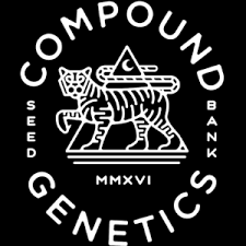 Rose Gold Racks | Compound Genetics | FEM Photoperiod Seeds