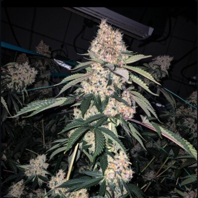 Lemon Whhip Haze IBL | Ethos Genetics | FEM Photoperiod Seeds