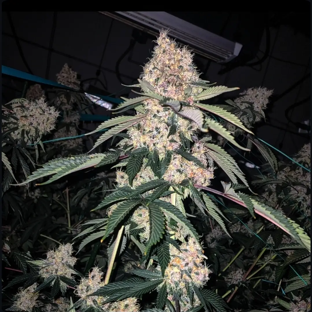 Lemon Whhip Haze IBL | Ethos Genetics | FEM Photoperiod Seeds