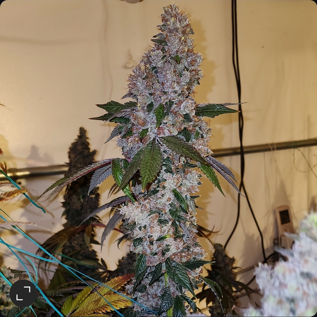 Liqueur R1 | Ethos Genetics | FEM Photoperiod Seeds