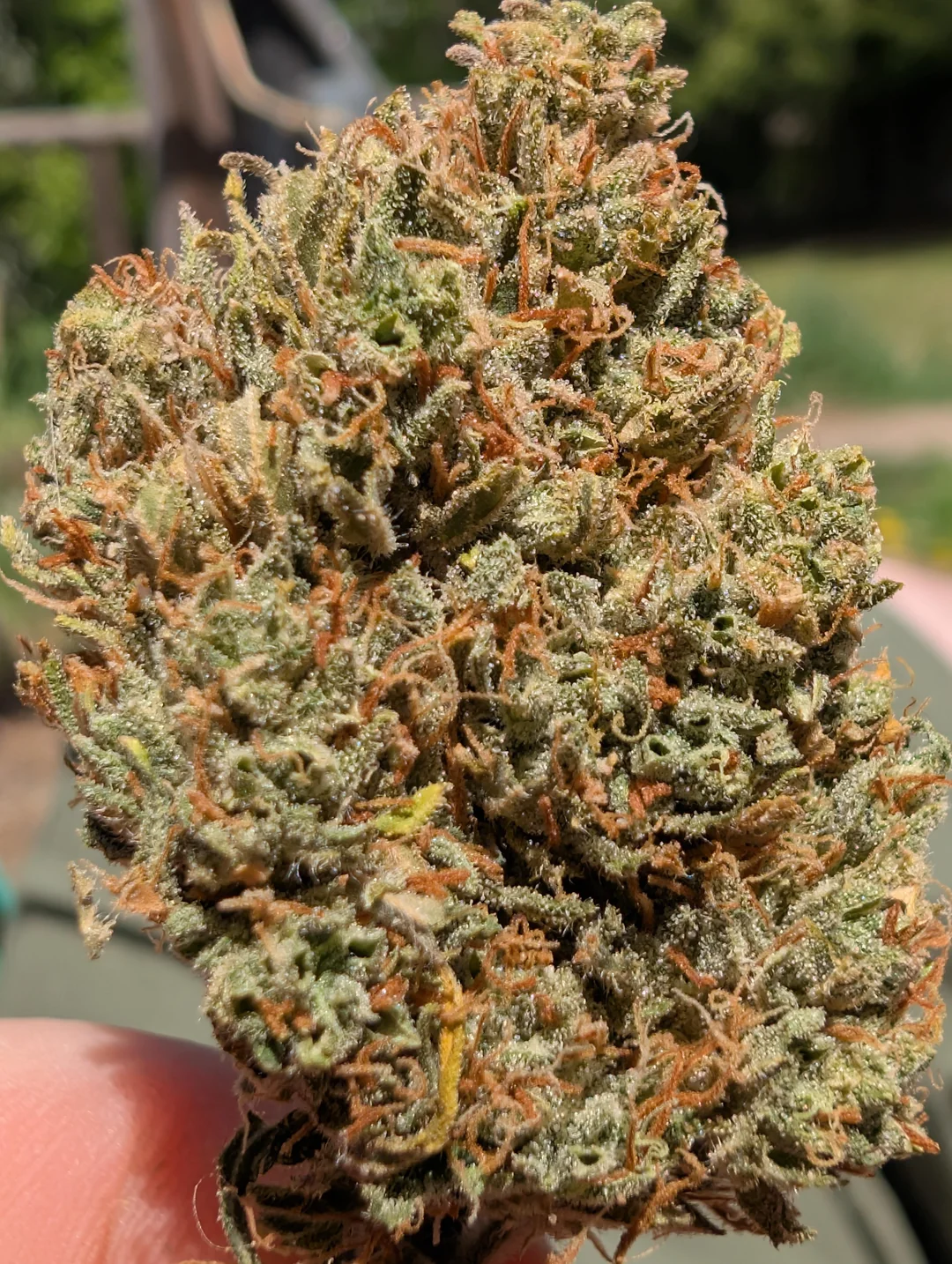 Oblivion Burn Auto