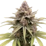 9x Purple Rim Seeds | Multiverse Genetics | Fem Photoperiod