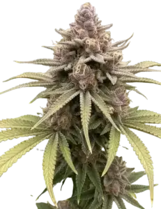 9x Purple Rim Seeds | Multiverse Genetics | Fem Photoperiod