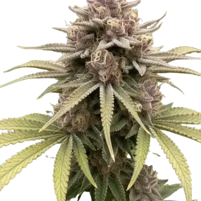 Purple-Rim-Photo-Multiverse-Genetics