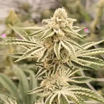 Sugar Fuel | In House Genetics | FEM Photoperiod Seeds