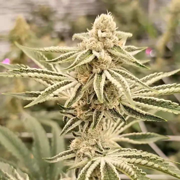 Sugar Fuel | In House Genetics | FEM Photoperiod Seeds