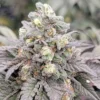 Drizzle Cannabis Seeds By In House Genetics