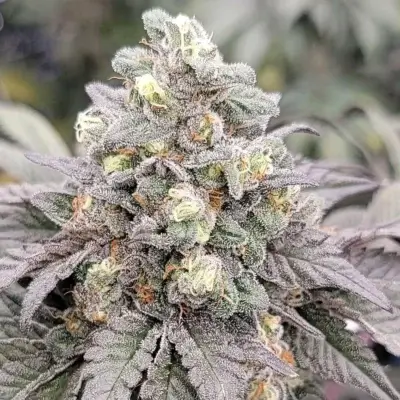 Drizzle | In House Genetics | FEM Photoperiod Seeds