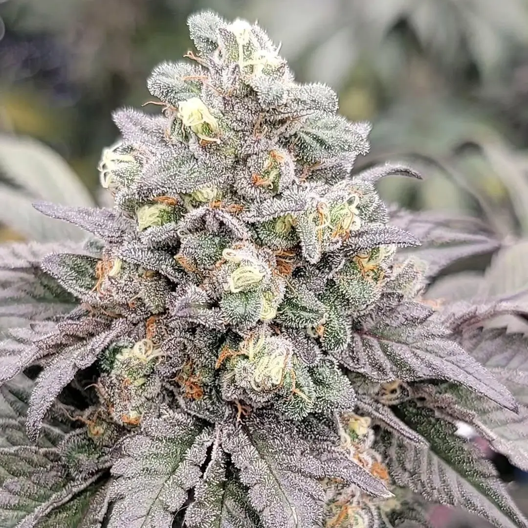 Drizzle | In House Genetics | FEM Photoperiod Seeds