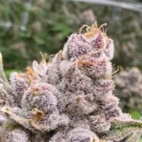 Grand Daddy Purple 1