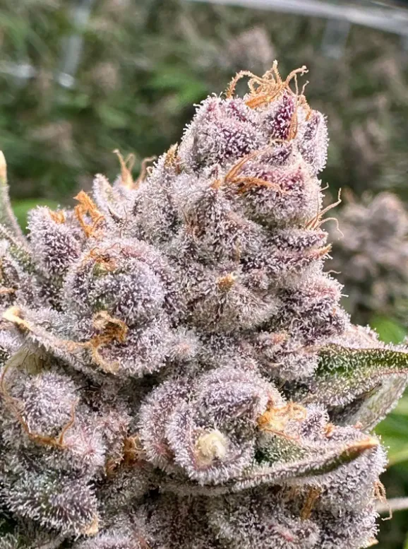 Grand Daddy Purple | Preservation Line | FEM Photoperiod Seeds | 5