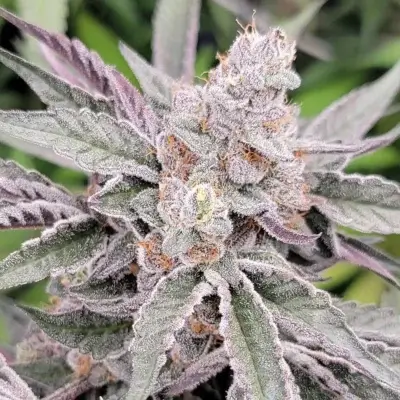 Jamz | In House Genetics | FEM Photoperiod Seeds