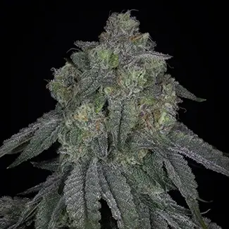 Lime Urkle | Sin City Seeds | FEM Photoperiod Seeds