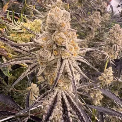 Platinum IX | In House Genetics | FEM Photoperiod Seeds