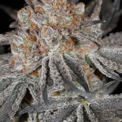 Queen Of Tartz | Sin City Seeds | FEM Photoperiod Seeds
