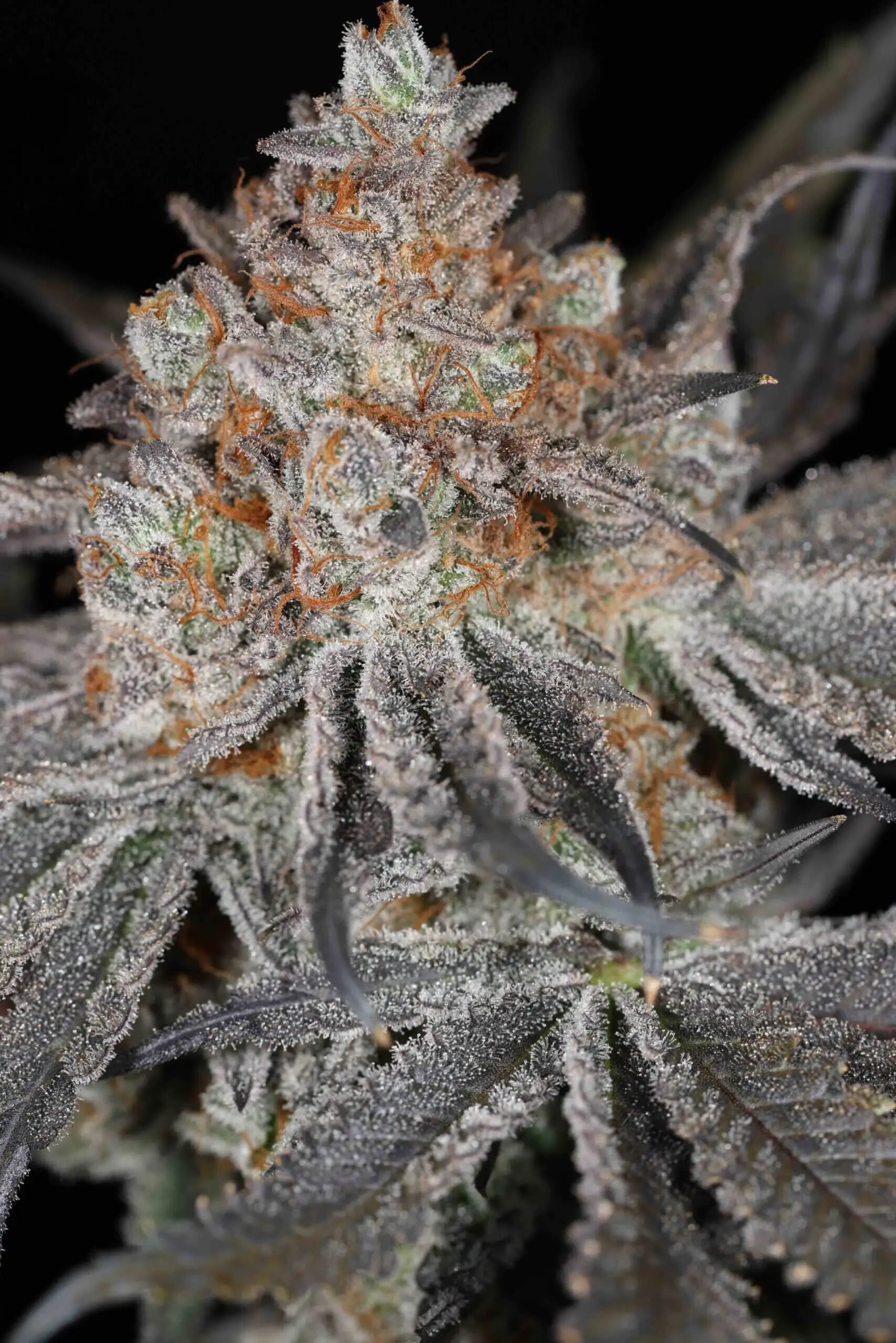 Queen Of Tartz | Sin City Seeds | FEM Photoperiod Seeds