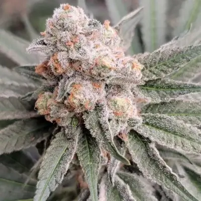 Sugar Cane V2 BX1 | In House Genetics | FEM Photoperiod Seeds