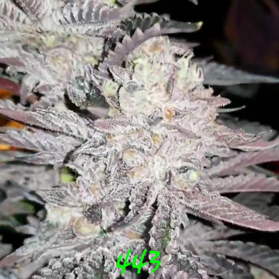 443 | In House Genetics | FEM Photoperiod Seeds