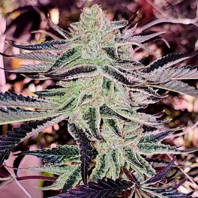 Aurelium | In House Genetics | FEM Photoperiod Seeds