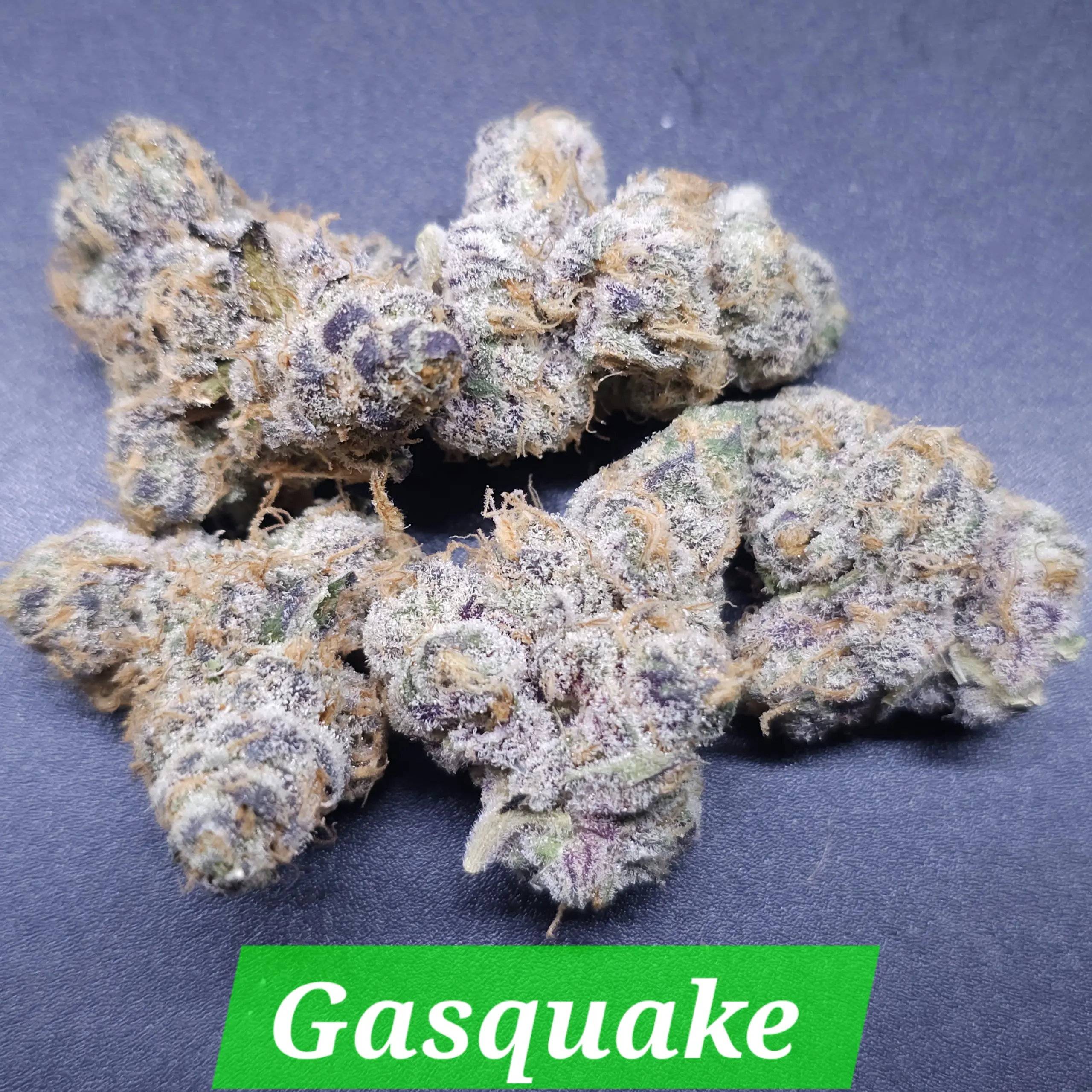 Gasquake | In House Genetics | FEM Photoperiod Seeds