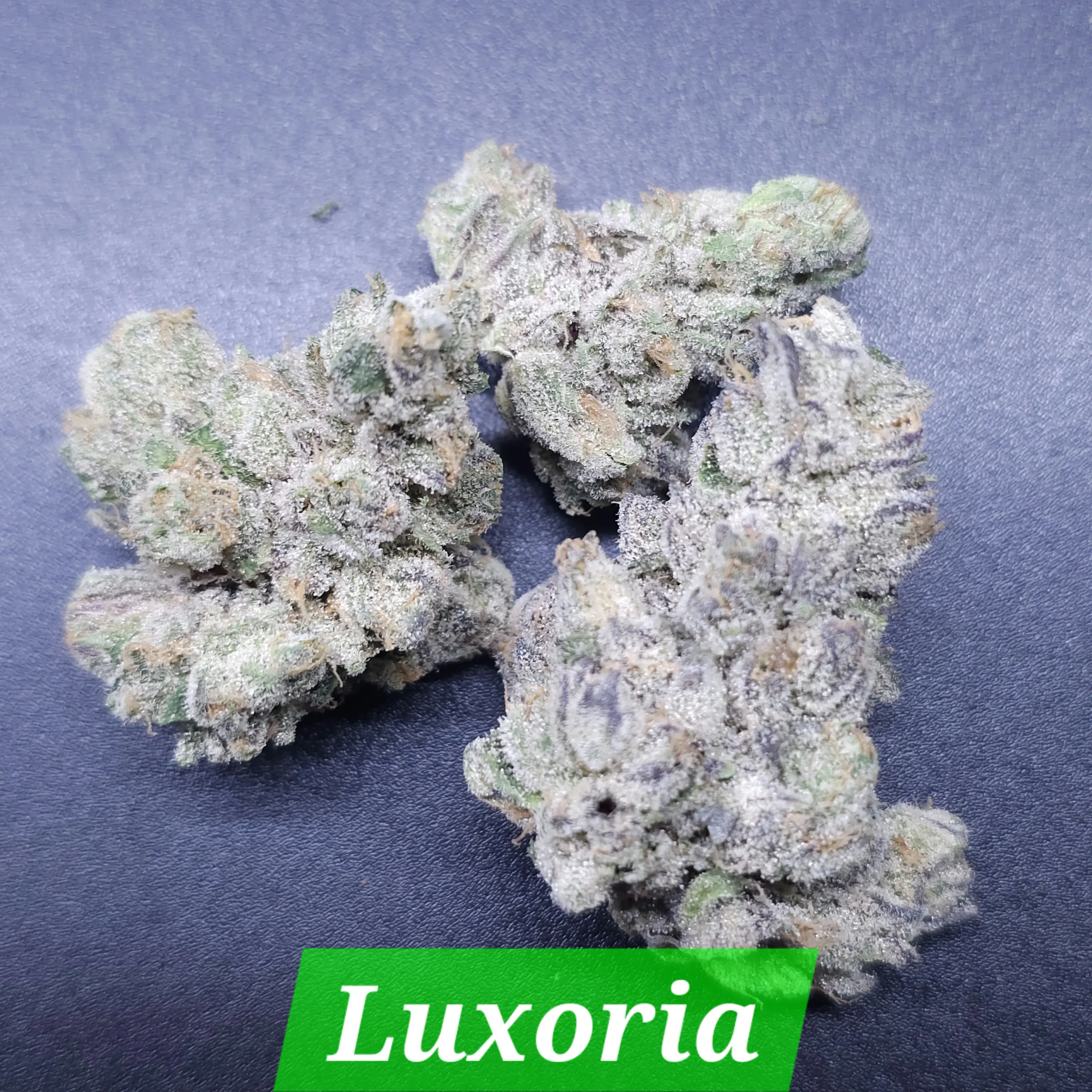Luxuria | In House Genetics | FEM Photoperiod Seeds