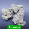Luxuria Cannabis Seeds By In House Genetics Scaled 1