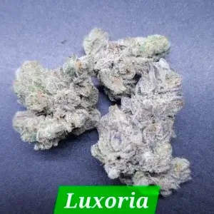 Luxuria Cannabis Seeds By In House Genetics Scaled 1
