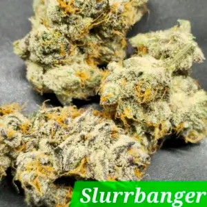 Slurrbanger Cannabis Seeds By In House Genetics 1