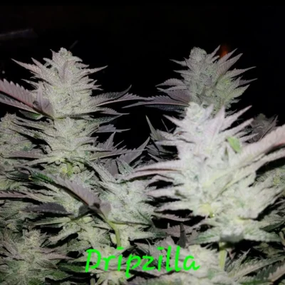 Dripzilla | In House Genetics | FEM Photoperiod Seeds