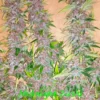 Midnight Zushi Cannabis Seeds By In House Genetics