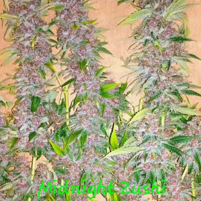 Midnight Zushi | In House Genetics | FEM Photoperiod Seeds