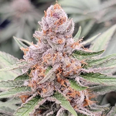 Midori 44 | In House Genetics | FEM Photoperiod Seeds